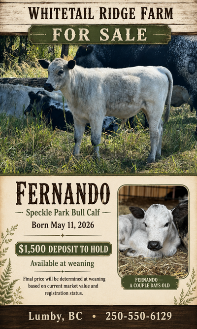 Speckle Park Bull Calf, View more