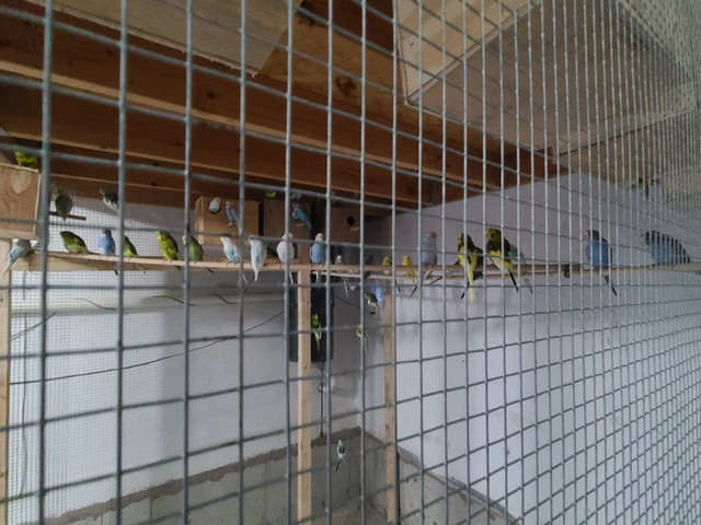 Budgies for sale with cage & breeding box everything in Birds for Rehoming in Markham / York Region - Image 2
