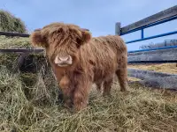purebred highland bull calf