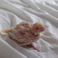 Baby cockatiel