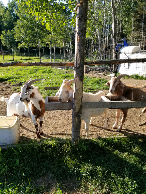 Goat Meat  in Livestock in North Bay - Image 2