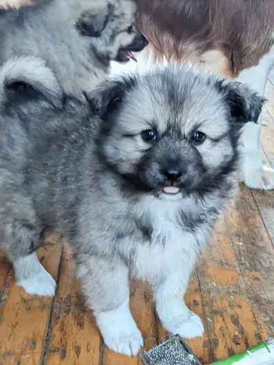 Chiots Esquimau americain x keadhond, View more