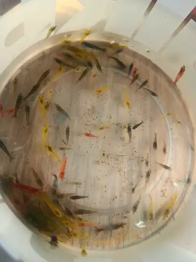 neocaridina shrimp 50 cents each., View more