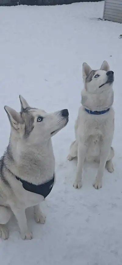 Huskies sibériens  de 4 ans  - stérilisés, vaccinés, View more