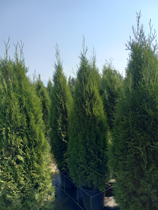 Emerald Cedar Trees (Potted) 3 - 5 gallon in Plants, Fertilizer & Soil in Chilliwack - Image 3