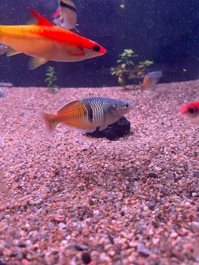 Ayamaru Rainbow Fish, View more