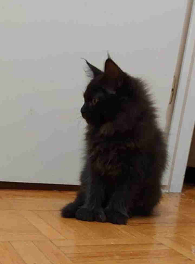 Main coon kittens polydactyl and traditional in Cats & Kittens for Rehoming in City of Toronto - Image 4