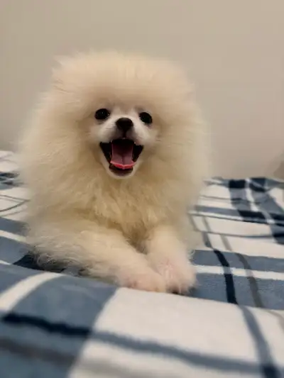 Hey! I’m selling my adorable Pomeranian puppy — he’s super sweet, playful, and full of personality....