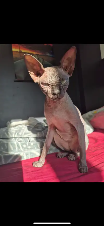 Chats sphynx femelle de 4 ans, View more