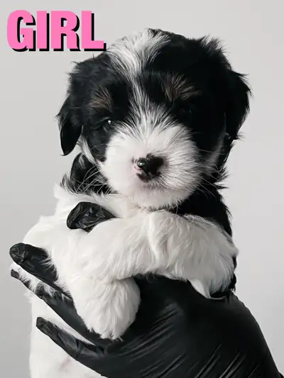 Cute Hypoallergenic Puppies For Sale! (Maltipoo x Yorkie), View more