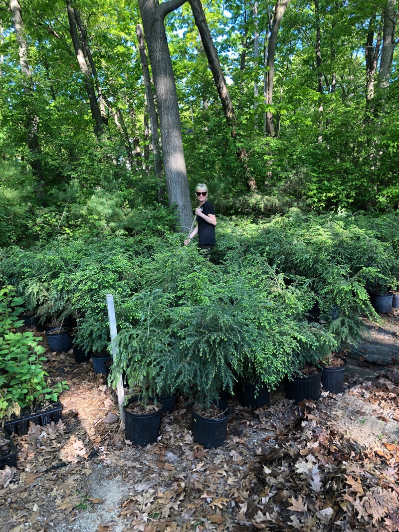 Hemlock trees 4 ft tall, Sugar maple and cedar seedlings Plants