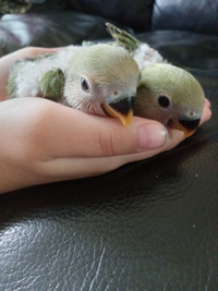 Hand fed lovebird babies