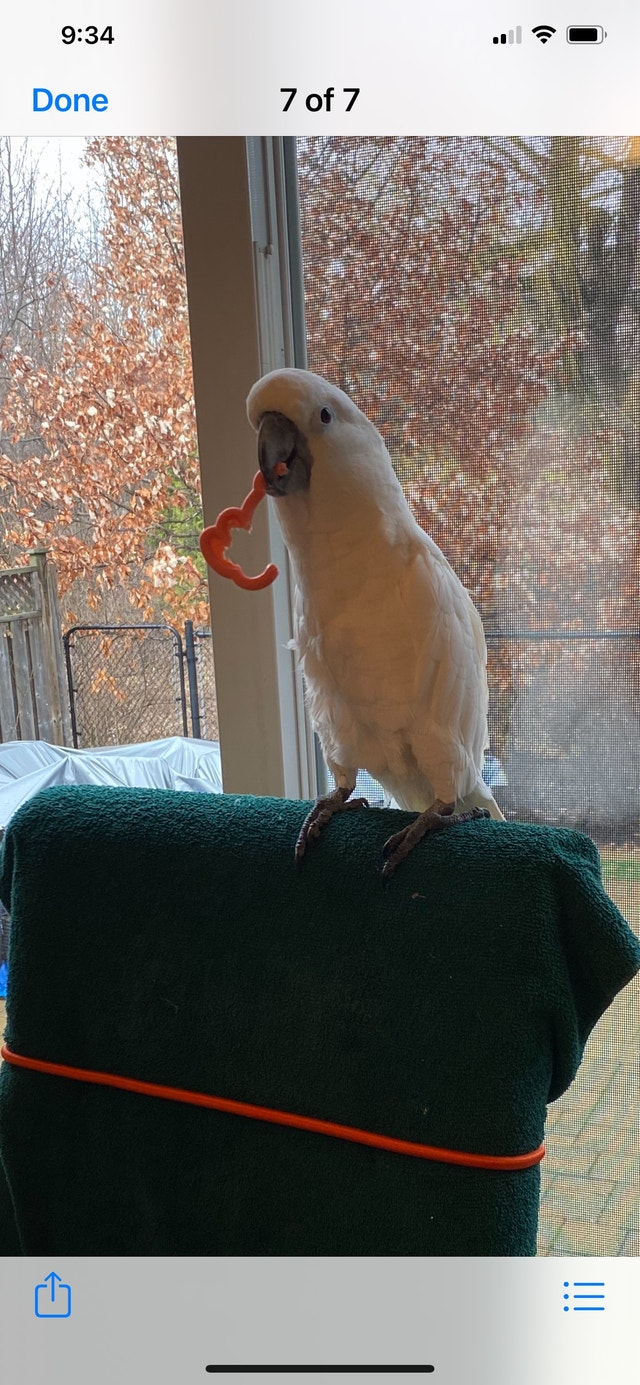 Umbrella Cockatoo For Sale Birds for Rehoming Hamilton Kijiji