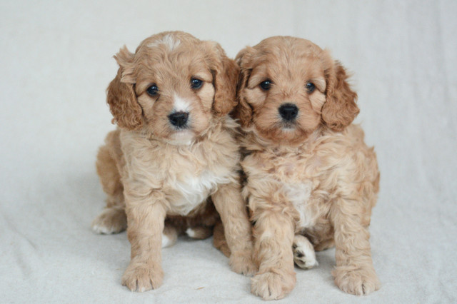 Cavapoo Puppies! in Dogs & Puppies for Rehoming in City of Halifax - Image 2