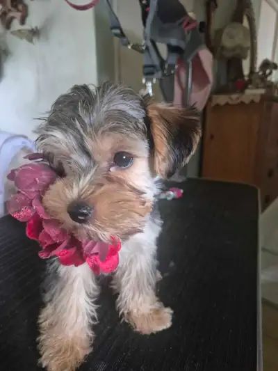 Nouvelle annonce superbe chiots yorkshire  urgent, View more