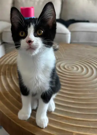 3 kittens for sale , View more