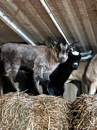 Pygmy goats for sale- 1 male, 1 female