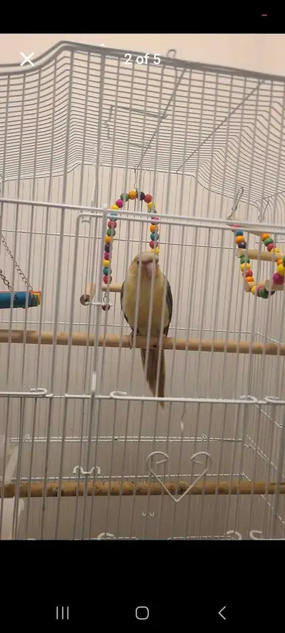 Pineapple conure 9 week old, View more