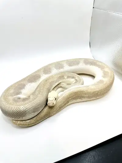 Adult Ball Python Male This is Dumbo! Super loving and cant wait to go to a new home :)