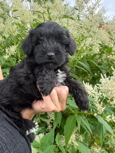 Chiots schnauzer nain vacciné, vermifugé, micropucé et garantit , View more