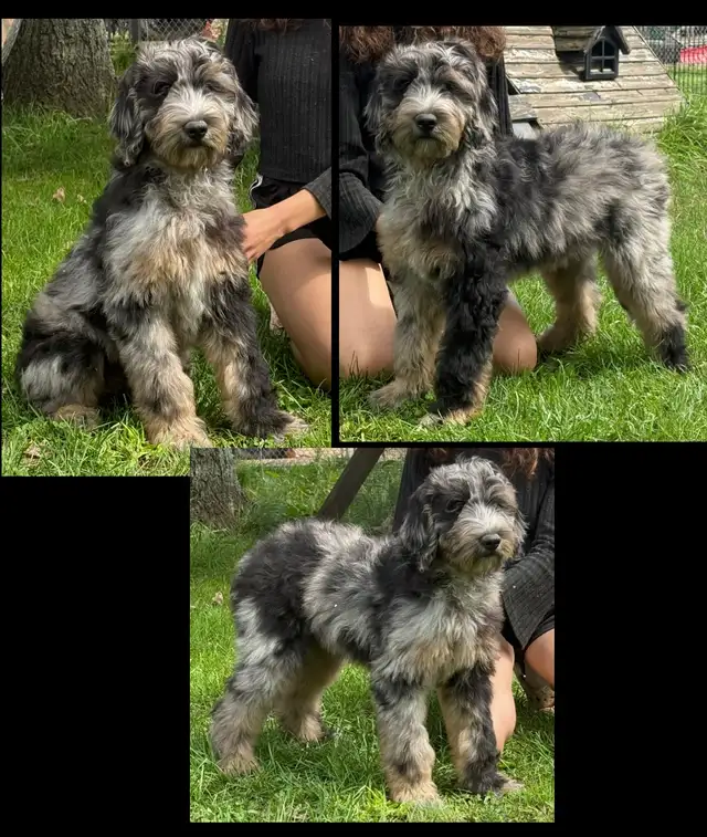 Mini Goldendoodles ~ Mini Bernedoodles ~ Mini Aussiedoodles in Dogs & Puppies for Rehoming in Mississauga / Peel Region - Image 5