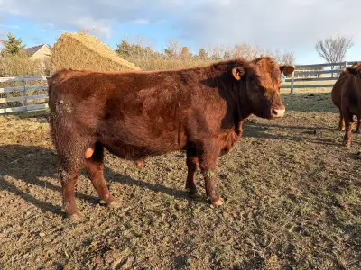 Purebred Red Angus Bulls, View more