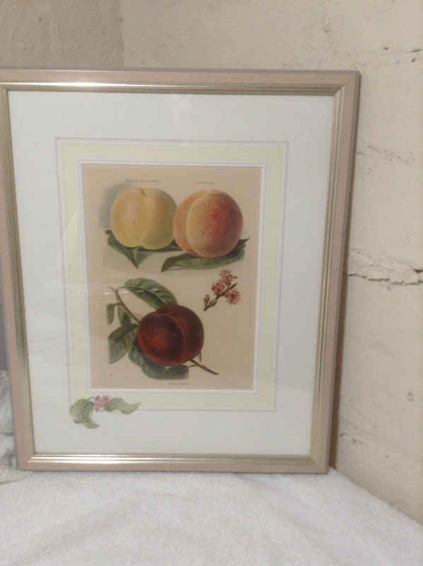 Framed Fruit Prints in Arts & Collectibles in City of Toronto - Image 4