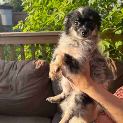 We are rehoming our two adorable mini Pomeranian puppies because my sister is allergic to dogs and w...