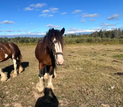 15 yr old pure Clydesdale Mare, View more