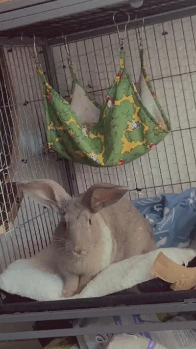 Géante des flandres - Lapin à donner, View more
