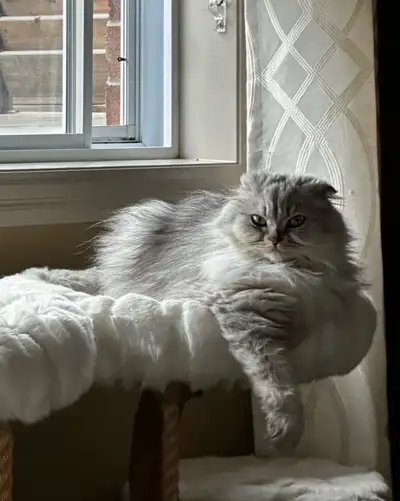 Scottish fold  two years old, View more