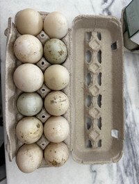 Mixed duck eggs