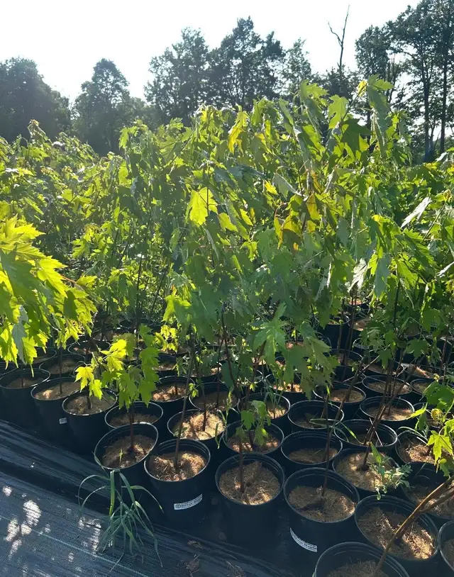 FALL TREE SALE | Plants, Fertilizer & Soil | Oakville / Halton Region ...