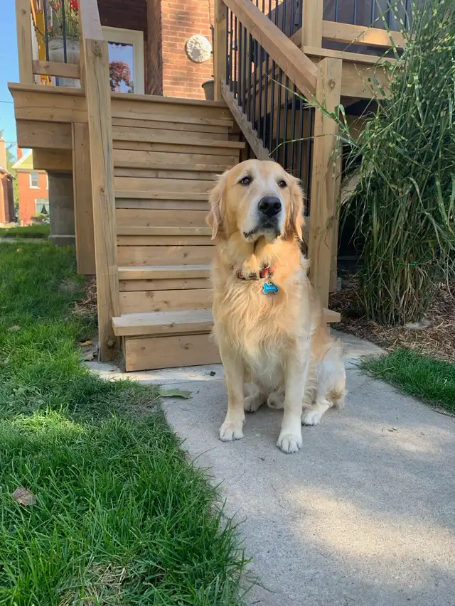 Golden Retriever Pup Waitlist in Dogs & Puppies for Rehoming in Owen Sound - Image 5