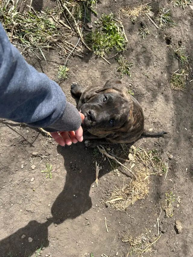1 Beautiful Mastif Cross Puppy - Needs her Home ❤️❤️ in Dogs & Puppies for Rehoming in Grande Prairie - Image 5