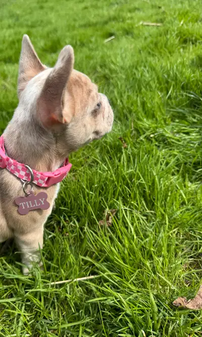 French Bulldog Puppy, View more