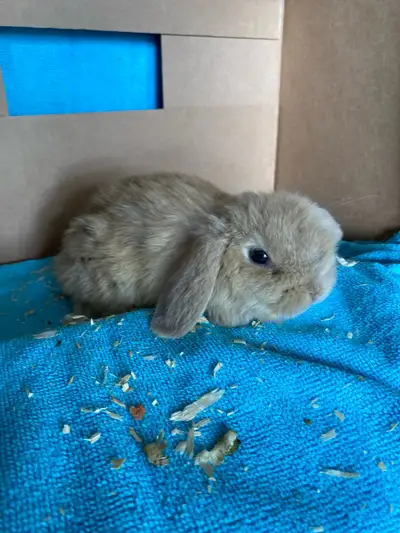  bébé, lapin, femelle, bélier hollandais, View more