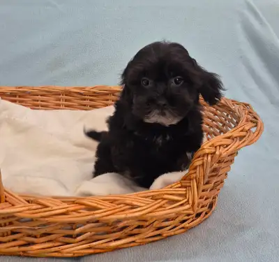 Stunning Black Tiny Shihpoo Puppies, View more