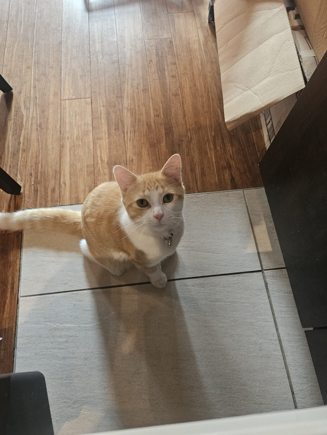 kitten for rehoming dans Chats et chatons à adopter  à Ville de Montréal - Image 2