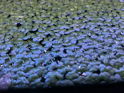 Duckweed for Aquarium , View more