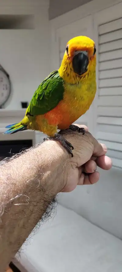 sun conure Baby , View more