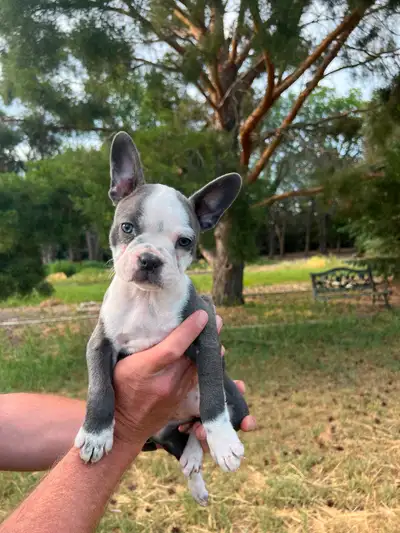 Frenchton Puppy’s!, View more