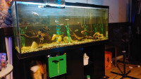 Fish tank, Fluval 407 Canister Filter Lighting and heater 