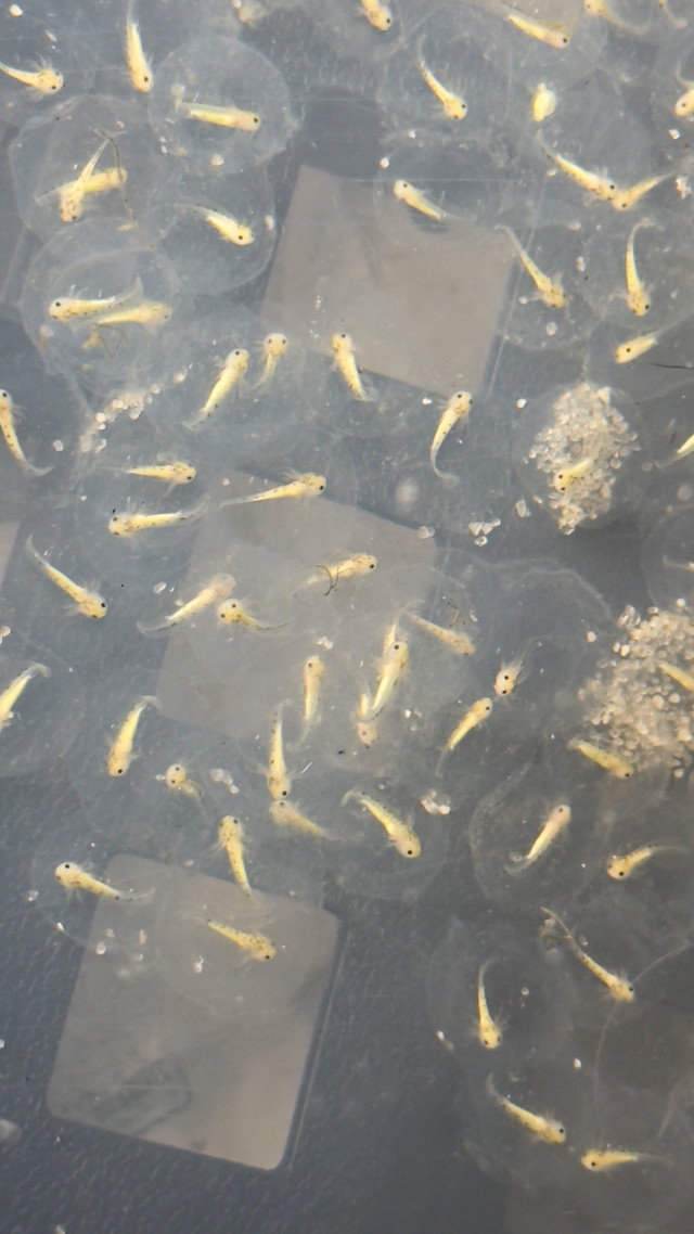 Aquarium Axolotl in Fish for Rehoming in Oakville / Halton Region