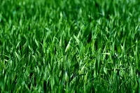 Grass cutter/ Lawn care needed