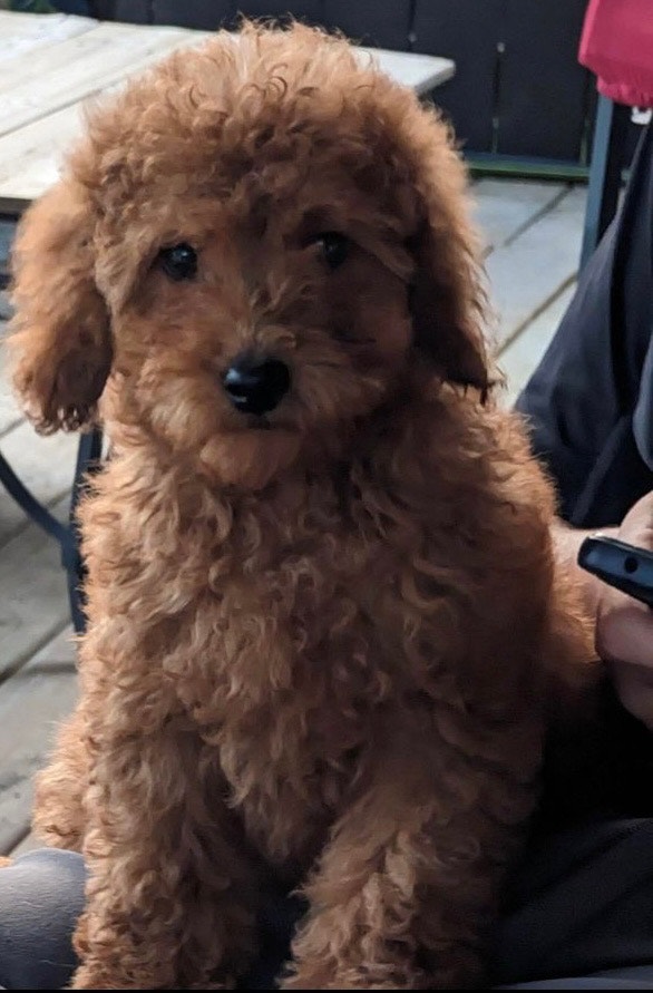 Apricot male toy poodle puppy Dogs & Puppies for Rehoming Windsor