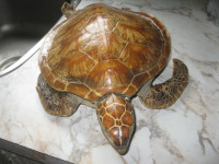 Bibelot Tortue