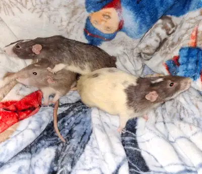 Rescued adult male rats, to good pet homes only!, View more
