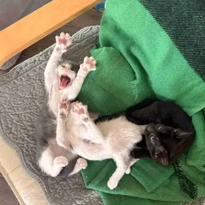 kittens!!, View more