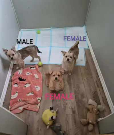 Yorkie Pom Puppies, View more